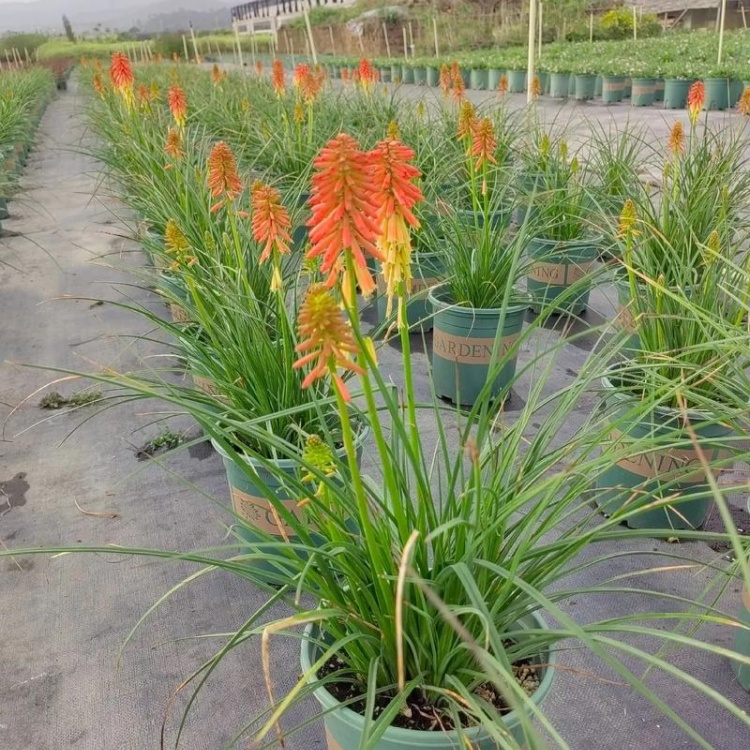 火炬花 (11).jpg