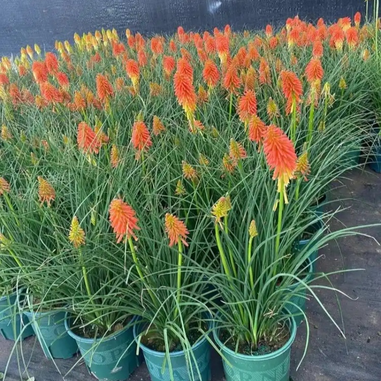 火炬花 (9).jpg