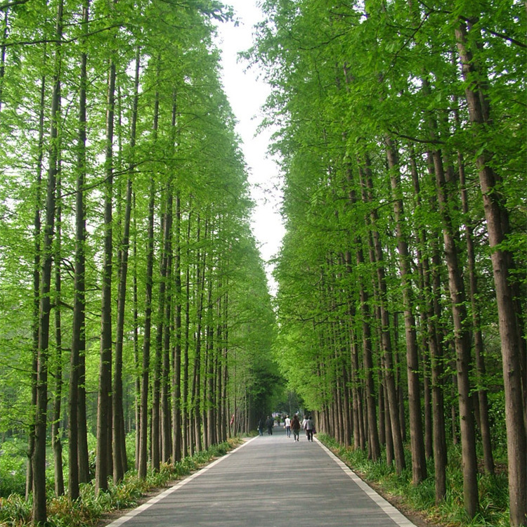 水杉 (4).jpg