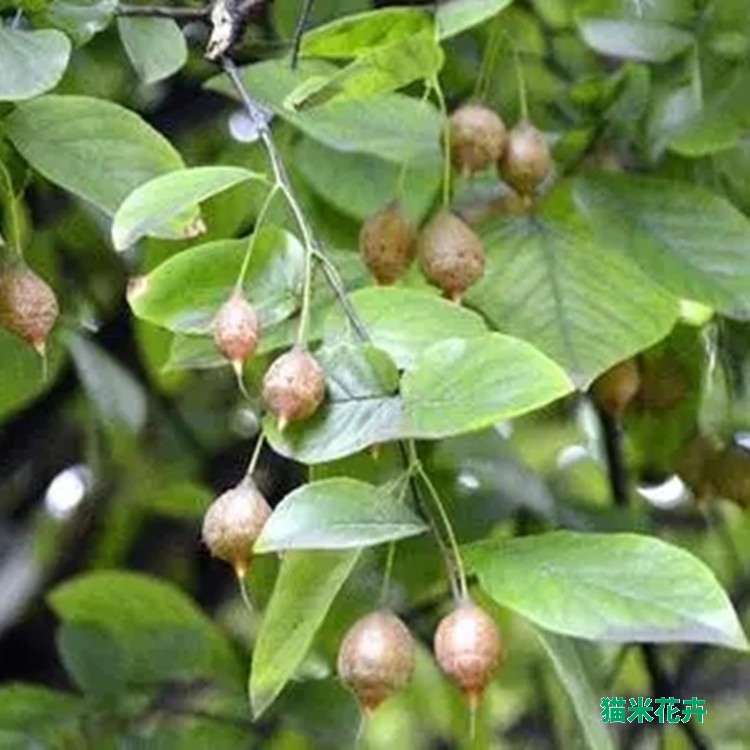 秤锤树 (3).jpg