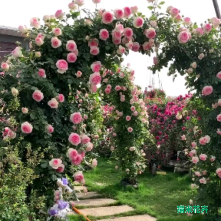 造型月季拱门月季 (5).jpg