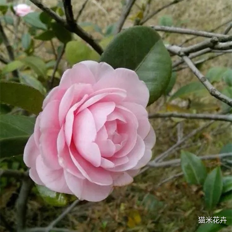u=2981805054,3482434130&fm=253&fmt=auto&app=138&f=JPEG.webp.jpg
