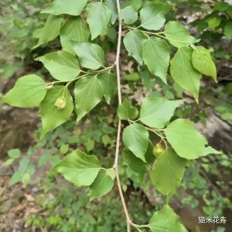 u=2404365097,2125887613&fm=253&fmt=auto&app=120&f=JPEG.jpg