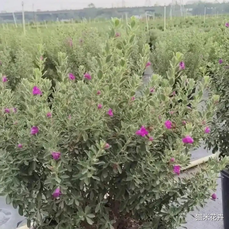 u=1217528182,2218453119&fm=253&fmt=auto&app=138&f=JPEG.jpg