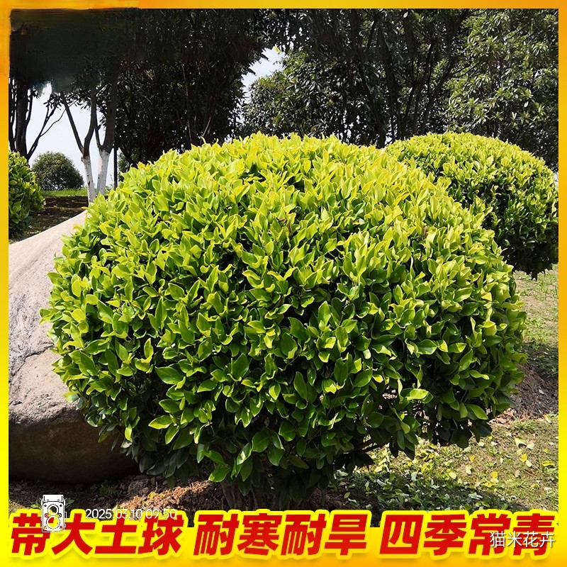 IMG_20250310_095323.jpg