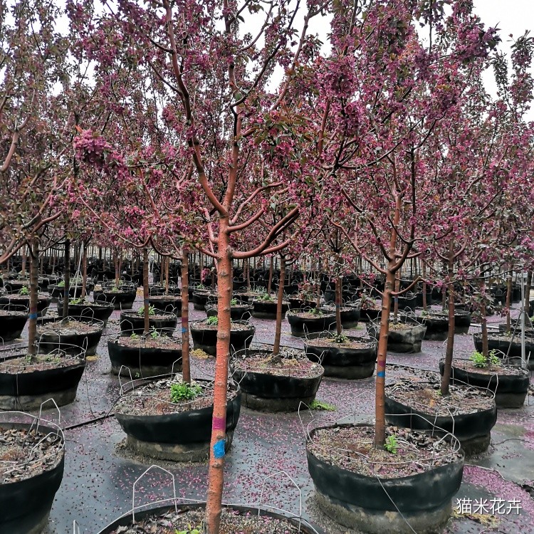微信图片_201904130941596.jpg