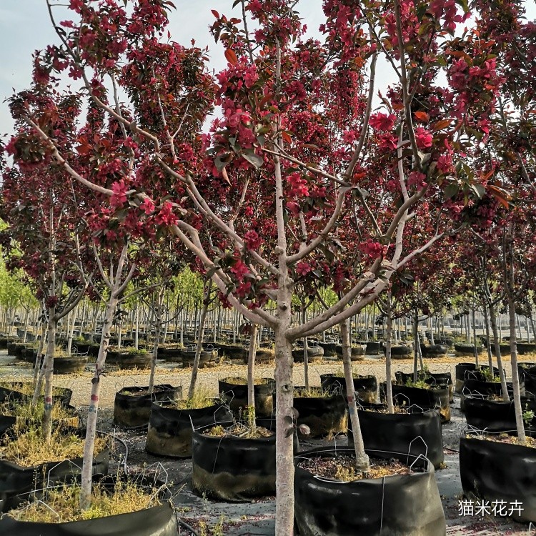 微信图片_201904130941595.jpg