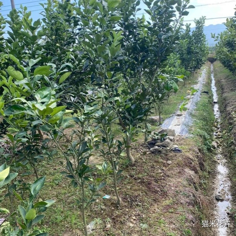 柚子树 (2).jpg