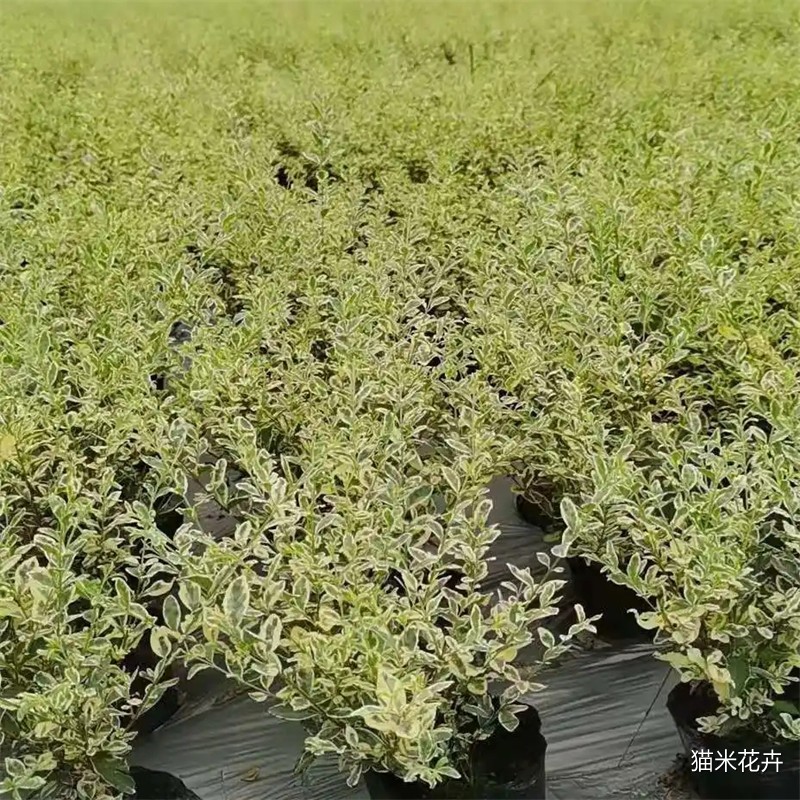 src=http___www.yuanlin365.com_Picture_285699_2021-8_2856992021825144720.jpg&refer=http___www.yuanlin365.webp.jpg