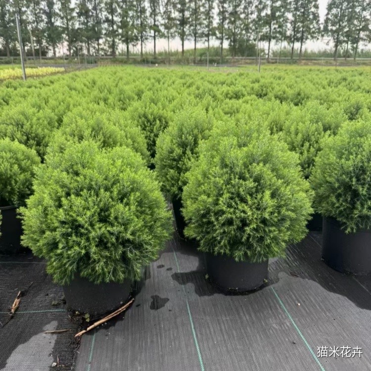 皮球柏 (3).jpg