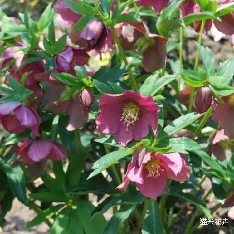 铁筷子花 (1).jpg