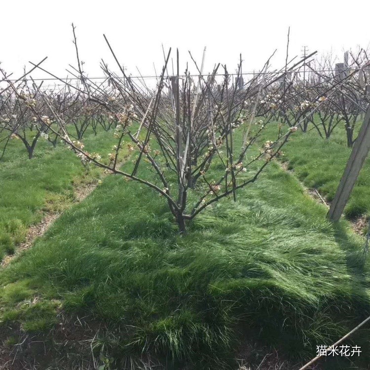 鼠茅草 (10).jpg