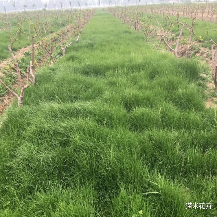 鼠茅草 (11).jpg