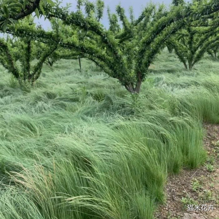 鼠茅草 (9).jpg