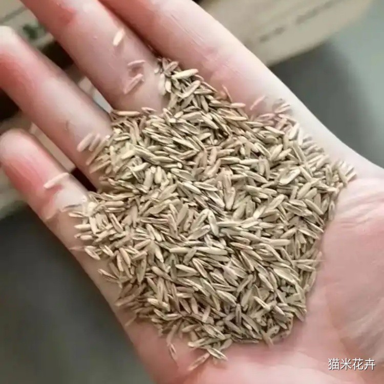 鼠茅草 (2).jpg