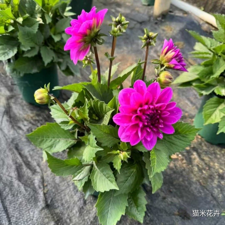 微信图片_20250113150100.jpg