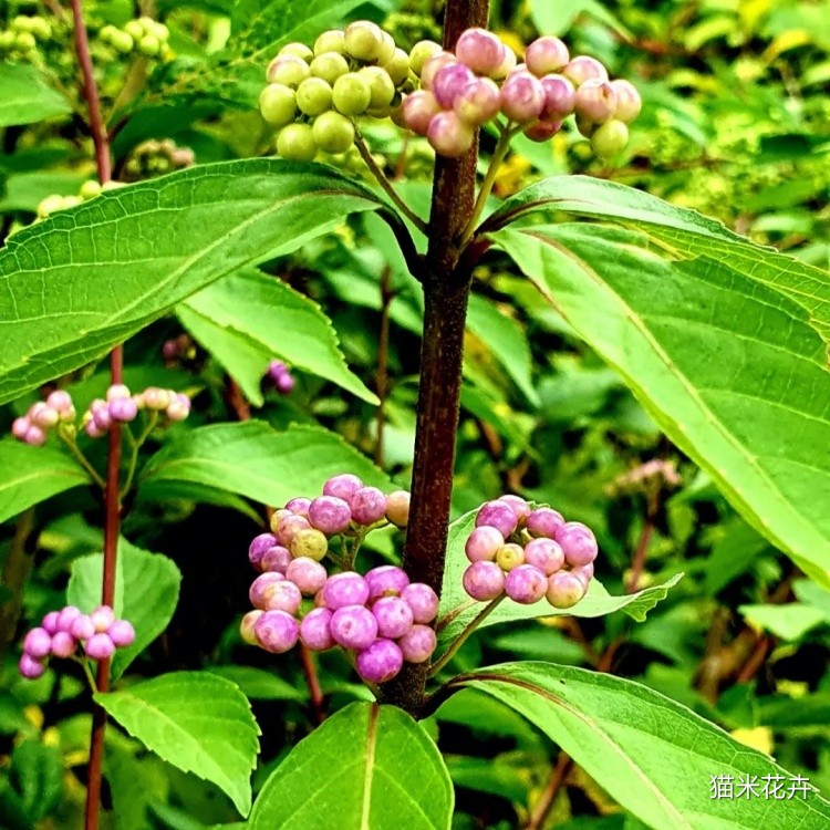 紫珠花 (1).jpg