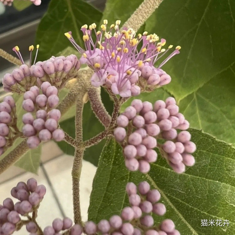 紫珠花 (2).jpg
