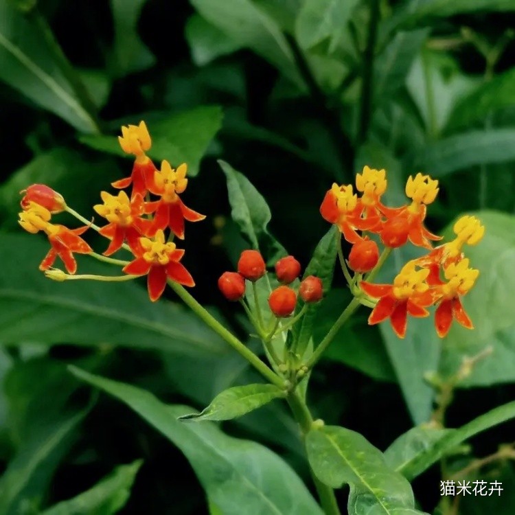 马利筋 (7).jpg