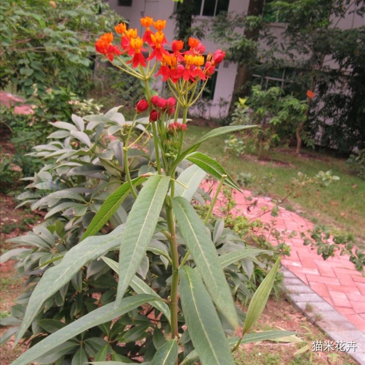 马利筋 (4).jpg