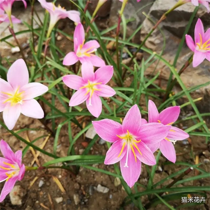src=http___inews.gtimg.com_newsapp_bt_0_13841073734_1000&refer=http___inews.gtimg.webp.jpg