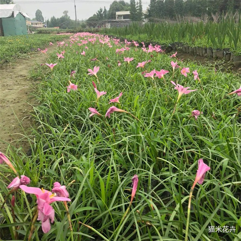 src=http___www.yuanlin365.com_Picture_285699_2018-5_2856992018531151328.jpg&refer=http___www.yuanlin365.webp.jpg