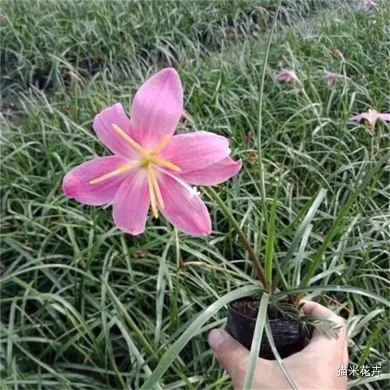 u=2970073302,118461646&fm=253&fmt=auto&app=138&f=JPEG.webp.jpg