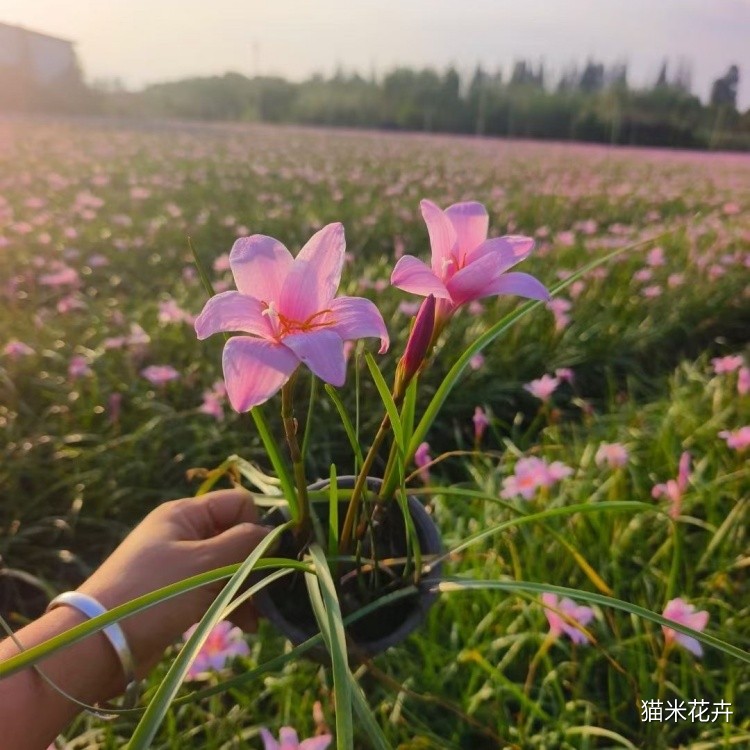 韭兰 (7).jpg