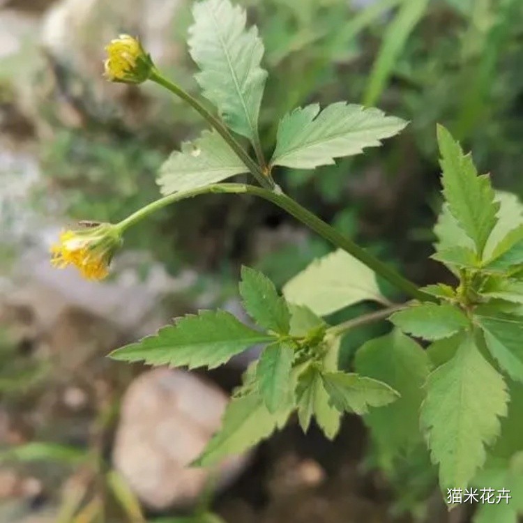 鬼针草 (8).jpg
