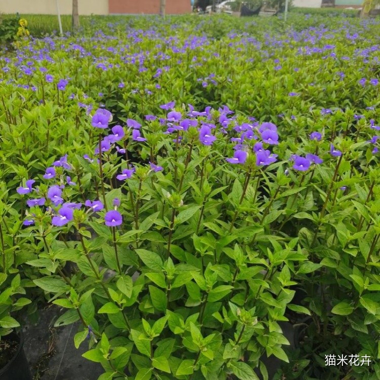 蓝金花 (1).jpg