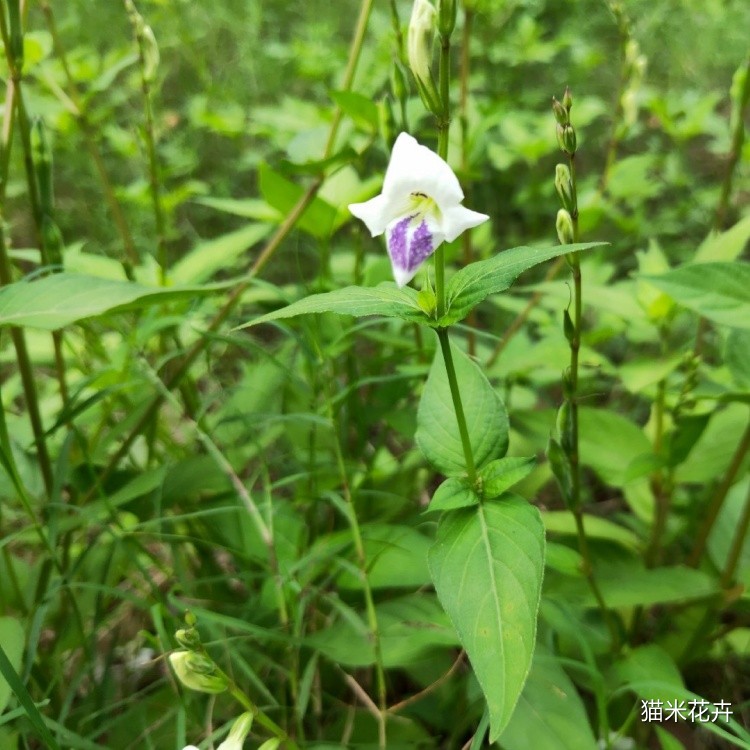 宽叶花叶十万错花 (3).jpg