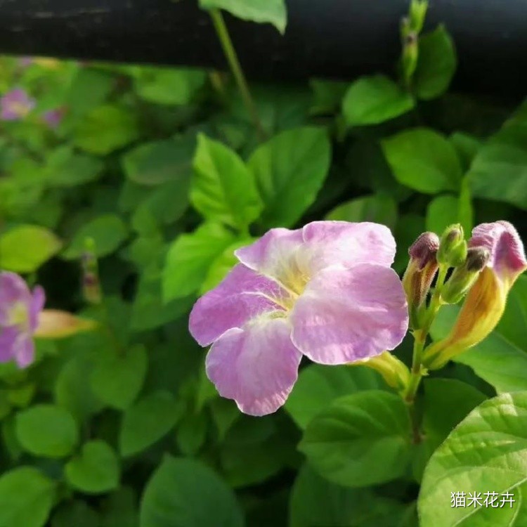 宽叶花叶十万错花 (2).jpg