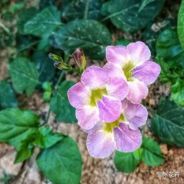 宽叶花叶十万错花 (4).jpg