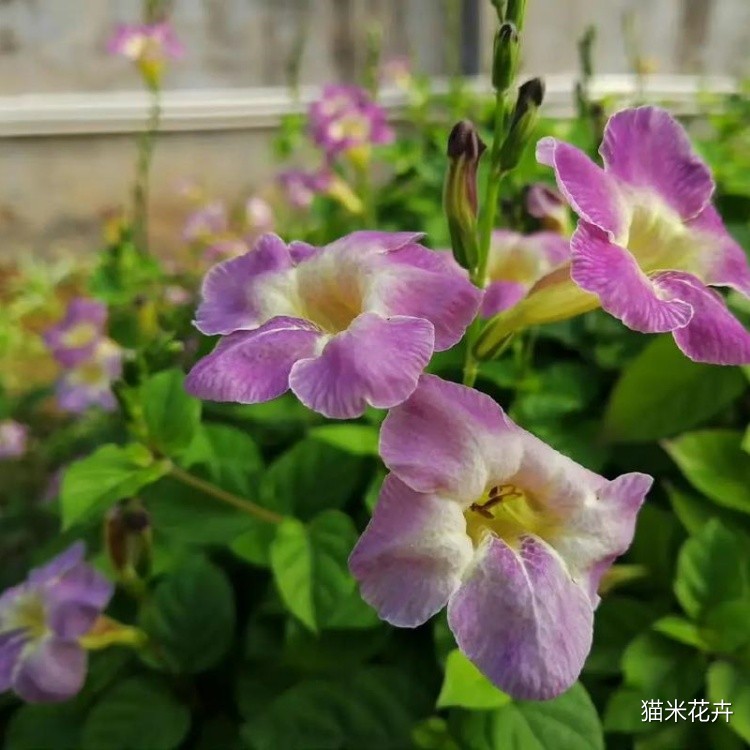 宽叶花叶十万错花 (1).jpg