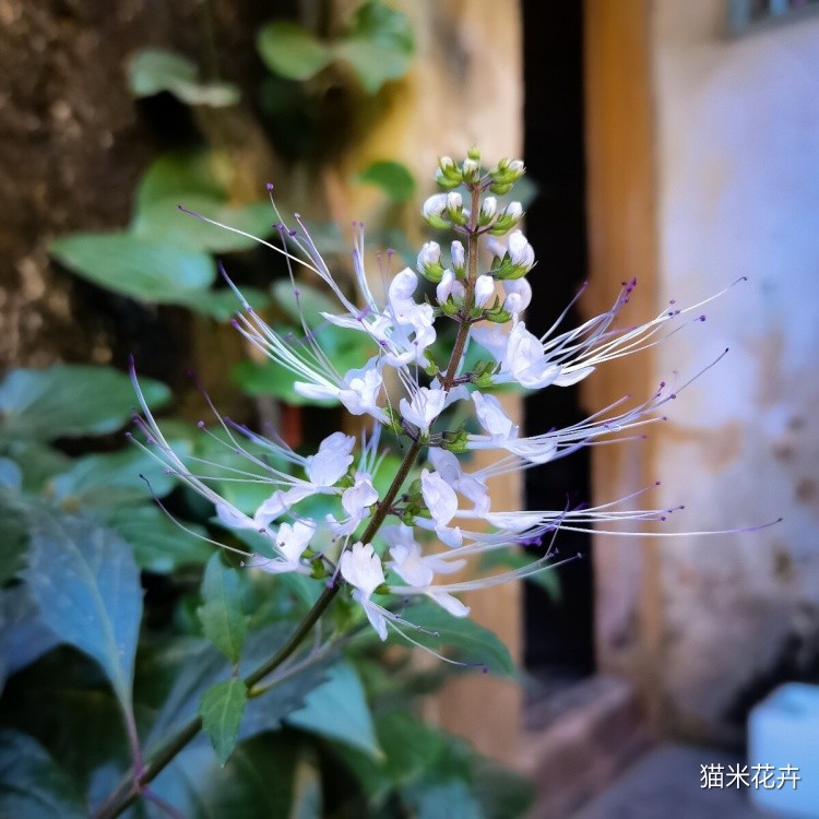 花叶猫须草 (7).jpg