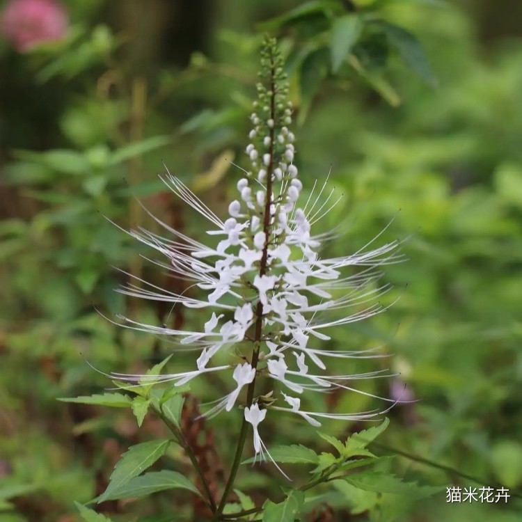 花叶猫须草 (3).jpg