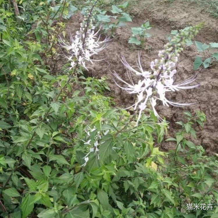 花叶猫须草 (2).jpg