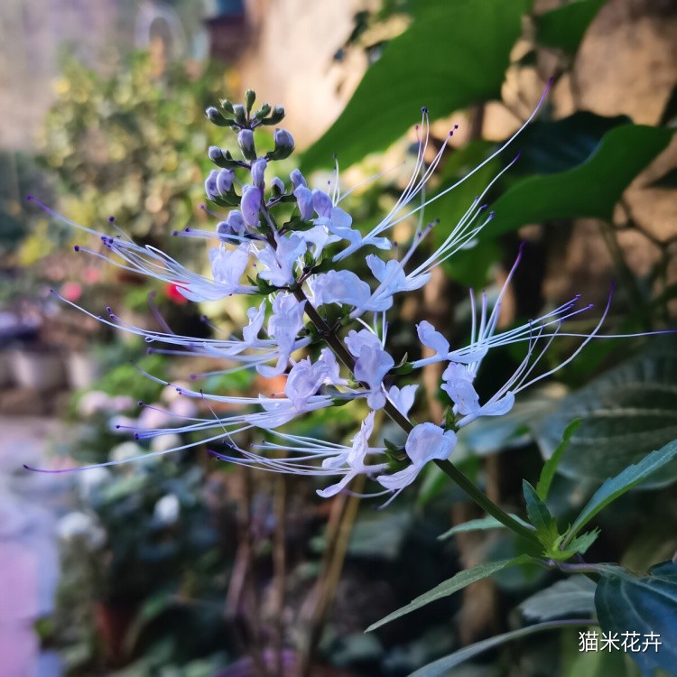 紫花猫须草 (1).jpg