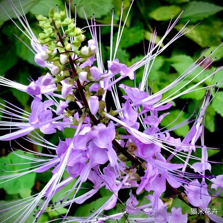 紫花猫须草 (7).jpg