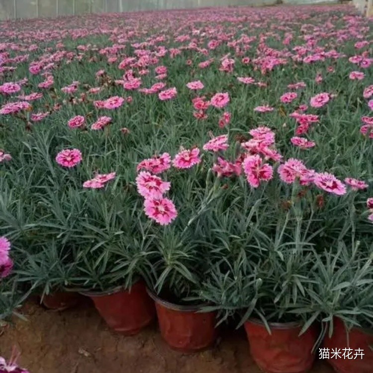 彩虹石竹 (7).jpg