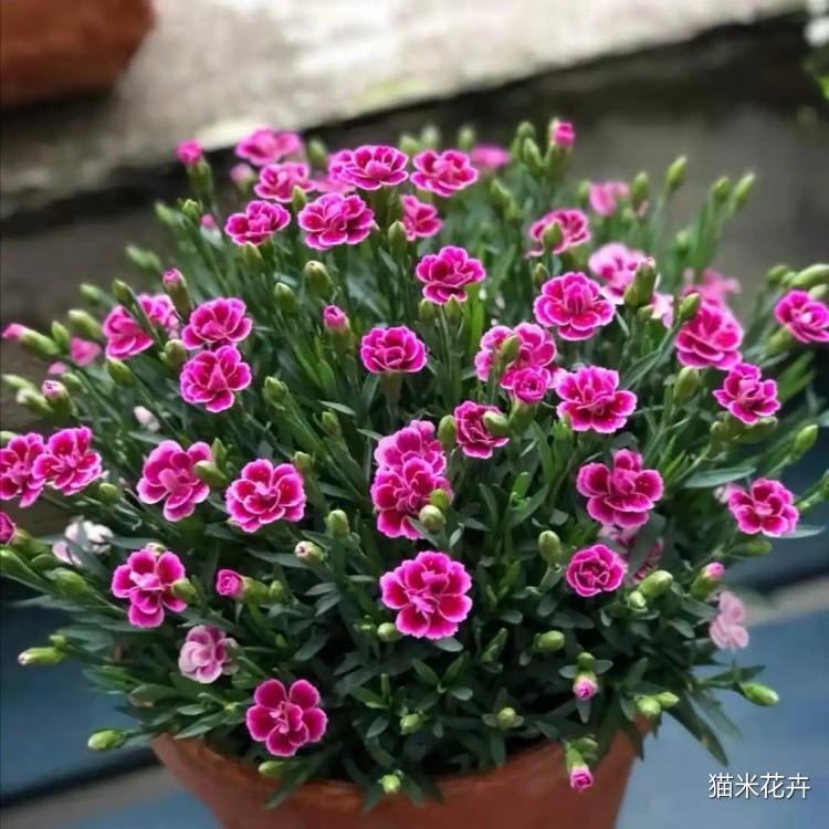 初吻石竹 (6).jpg