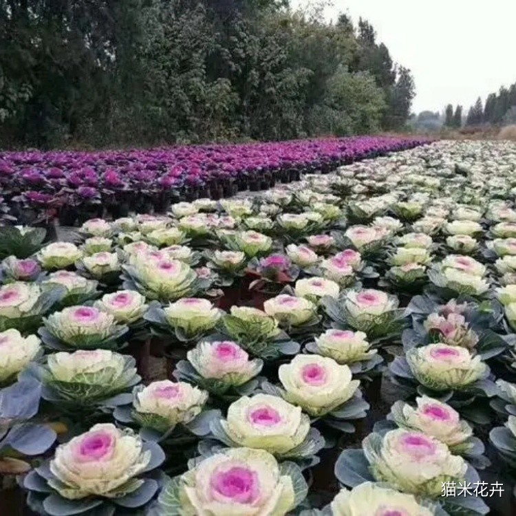 玫瑰甘蓝 (3).jpg