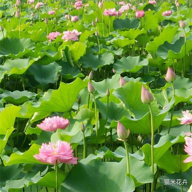进口精品荷花 (1).jpg