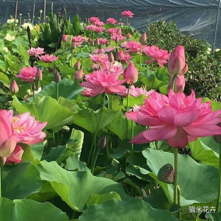 进口精品荷花 (7).jpg