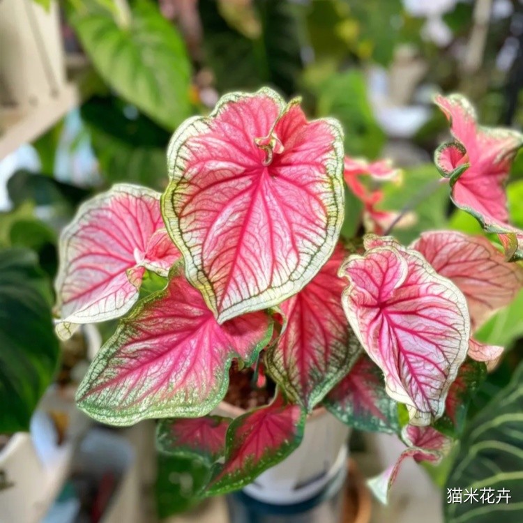 微信图片_20240308163559.jpg