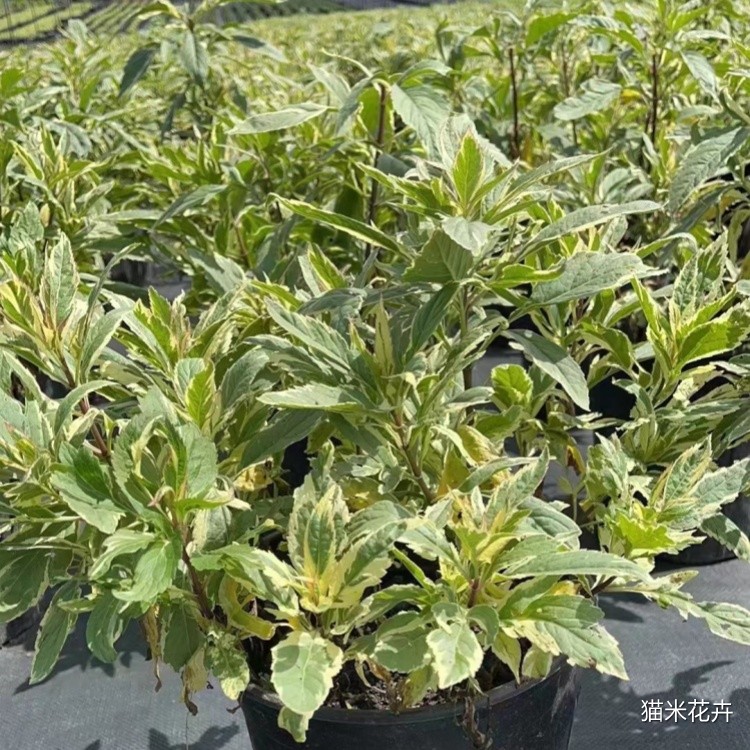 1-2205092014232V.jpg