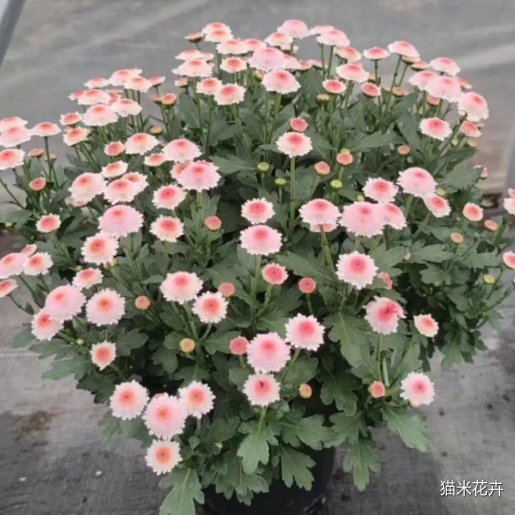 珠玉之卵 (3).jpg