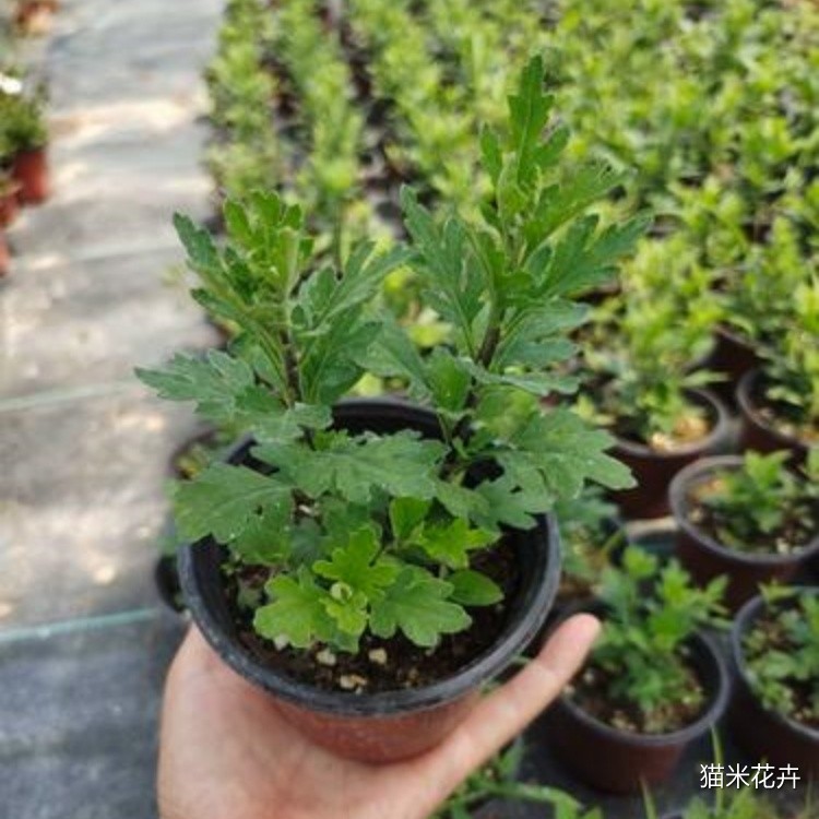 珠玉之卵 (5).jpg
