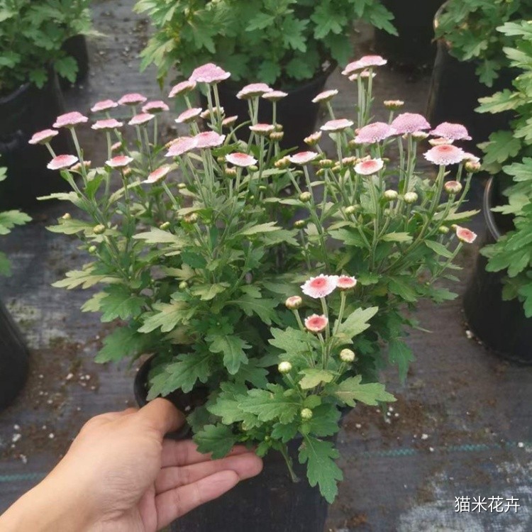 珠玉之卵 (8).jpg