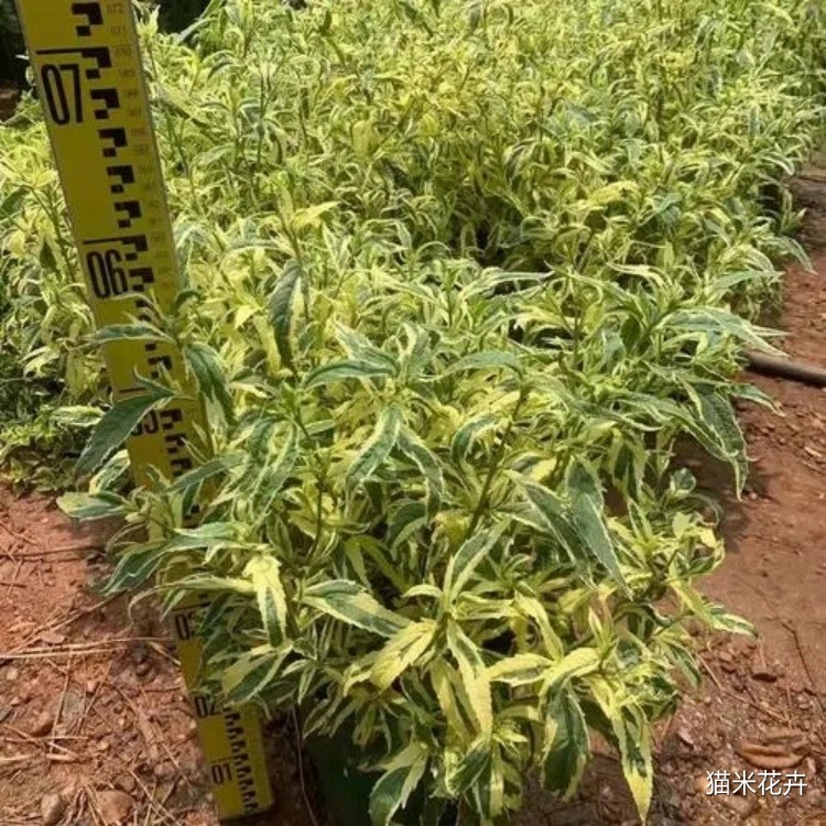 微信图片_20240308163904.jpg